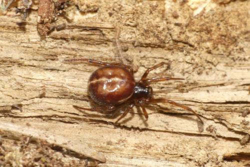 Steatoda bipunctata